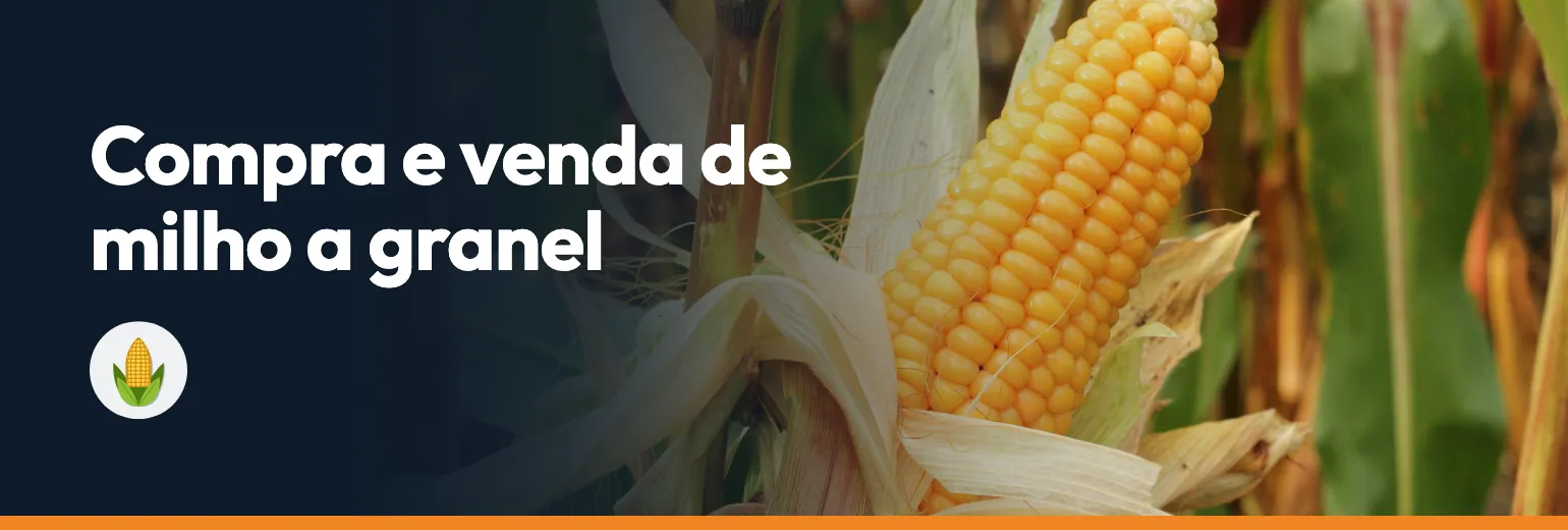Compra e venda de milho a granel