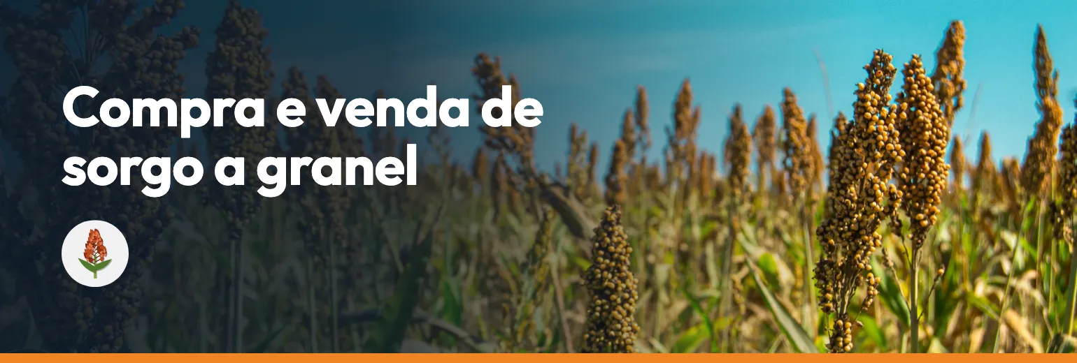 Compra e venda de sorgo a granel
