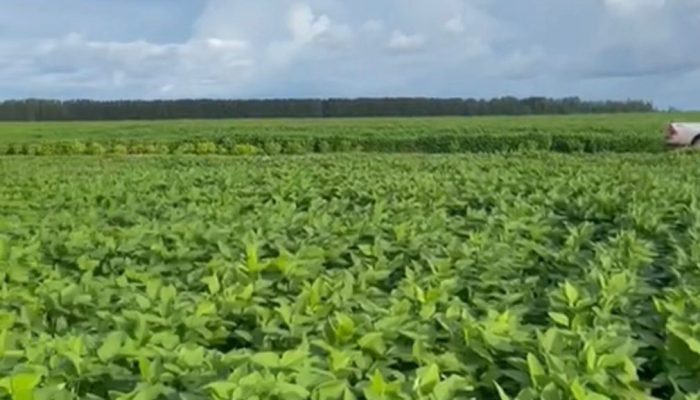soja-plantacao